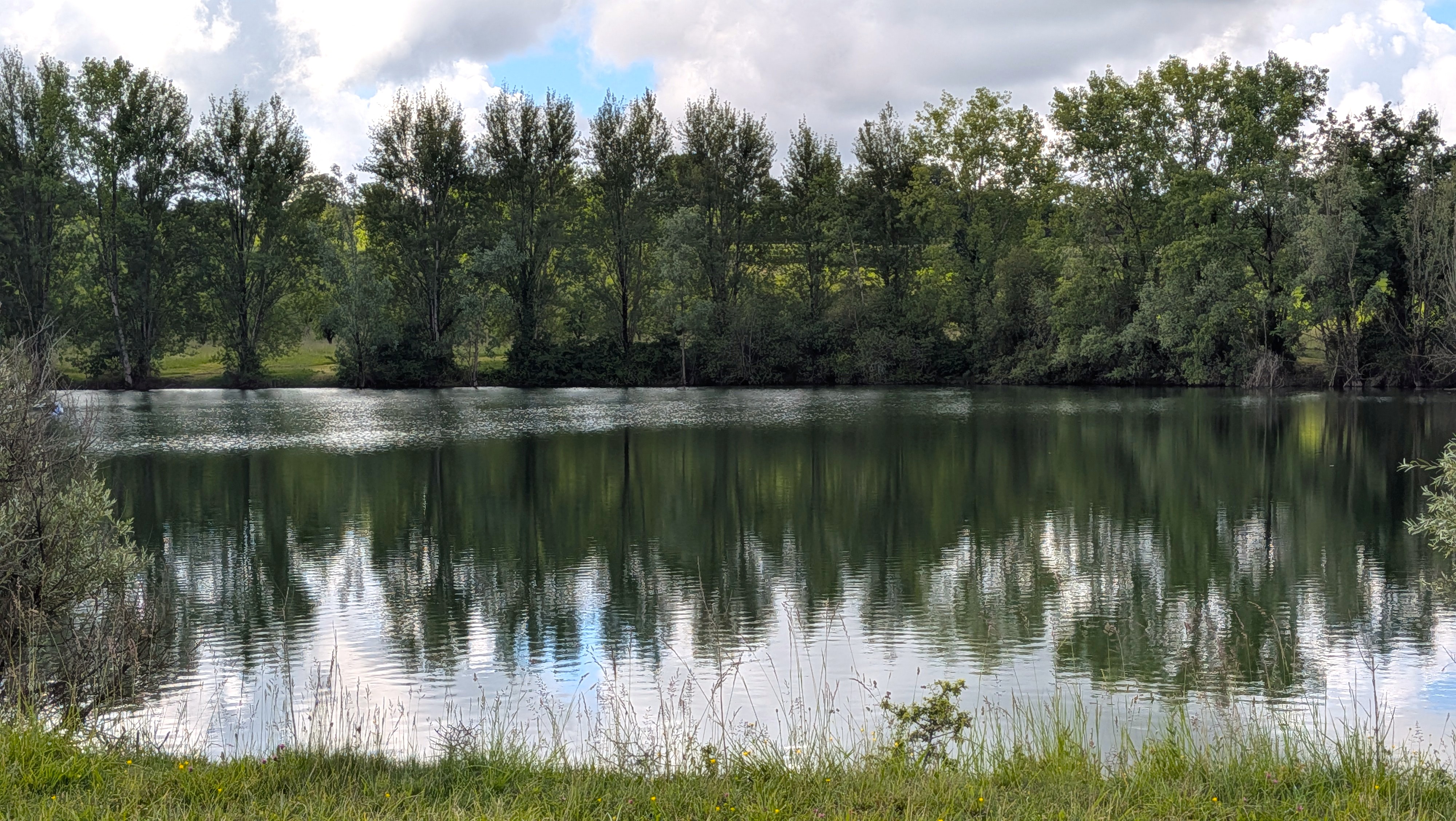 Un terrain naturel, prairie et lisière de forêt au petit matin